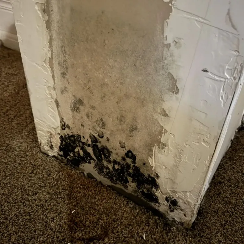 Professional Mold Removal in Oshkosh, WI